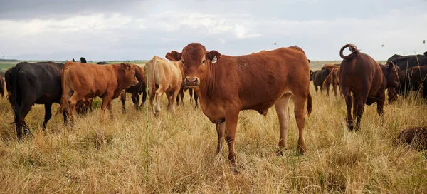 Herd of cows grazing, roaming and breeding on cattle farm, field and rural meadow in the countryside. Dairy animals, bovine and brown livestock in nature, pasture and ranch for beef industry.