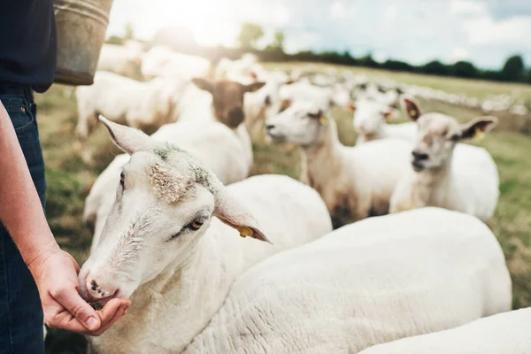 Heres Bit You Unrecognizable Farmer Feeding His Sheep His Hand — Stock Fotó