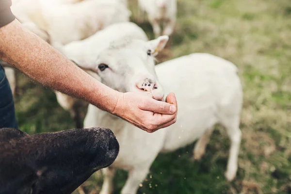 Here You Little Fella Unrecognizable Farmer Feeding Little Lamb His — Stock Fotó