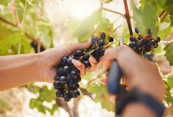 Farmer Hands Grapes Harvest Scissors Cutting Pruning Harvesting Agriculture Vineyard — Photo