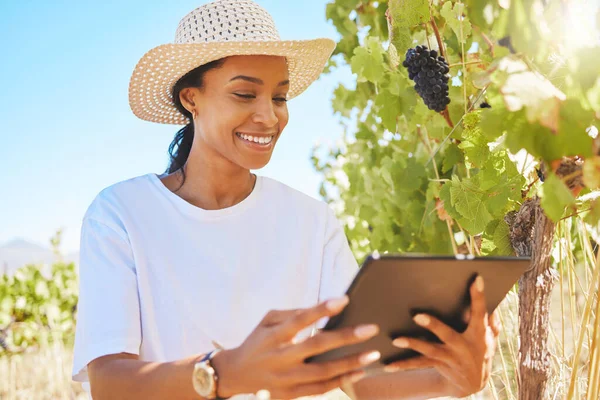 Vineyard Black Grapes Farmer Working Tablet Checking Plant Growth Development — 图库照片