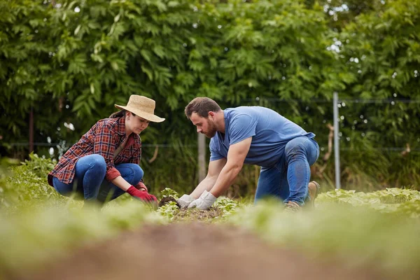 Sustainability Farmers Planting Green Plants Earth Soil Agriculture Farm Countryside — Fotografia de Stock