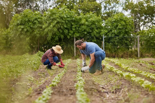 Farmer couple working together planting organic vegetable crops on a sustainable farm and enjoying agriculture. Farmers or nature activists outdoors on farmland harvesting in a garden.