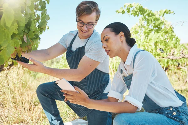 Harvest Farmers Teamwork While Picking Fresh Red Grapes Using Phone — Fotografia de Stock