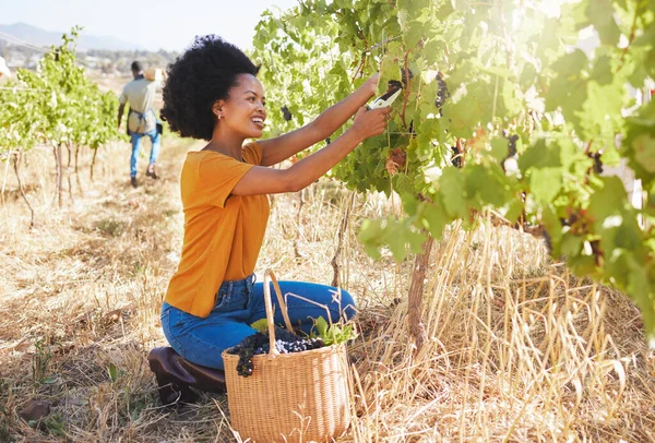 Vineyard Worker Grape Shears Pruning Cutting Crops Sustainability Farm Fruit — 图库照片