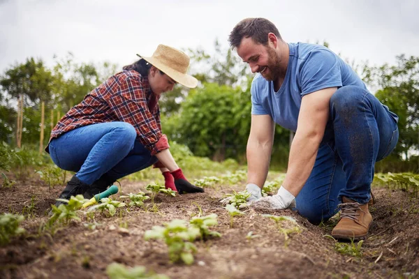 Farmers Planting Plants Organic Vegetable Crops Sustainable Farm Enjoying Agriculture — Fotografia de Stock