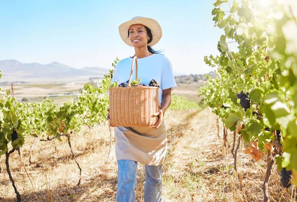 Grape Farmer Holding Fruit Basket Crops Harvest Walking Farm Estate — Stock fotografie