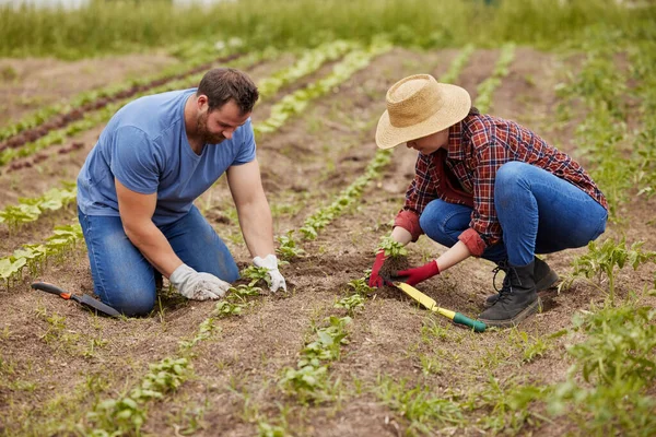 Farmers planting plants together on an organic and sustainable farm or garden outdoors. Couple sow vegetable crops or seedlings on fertile soil or farmland and work in the agriculture industry.