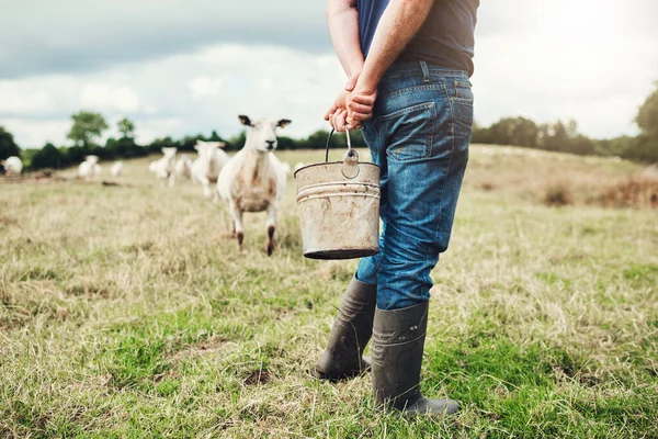 Strolling Own Land Carefree Unrecognizable Male Farmer Holding Bucket Feed — Stockfoto