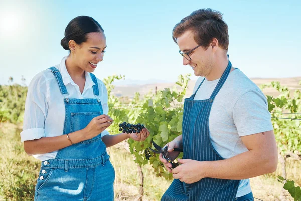 Farmers Teamwork Taste While Pick Fresh Red Grapes Plant Vineyard — 图库照片