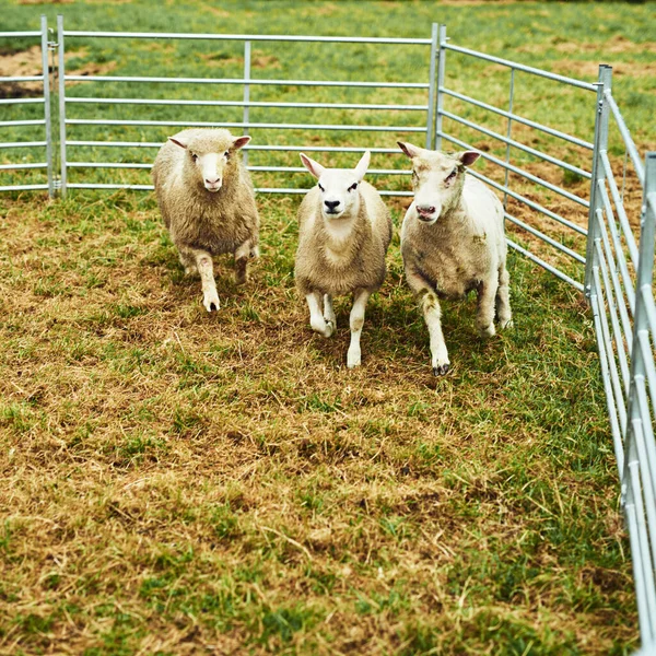 Finally Pen Three Confused Looking Sheep Running Together Pen Being — ストック写真