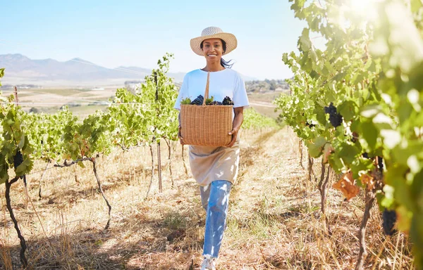 Farmer Vineyard Picking Grapes Vine Tree Plant Field Harvest Season — 图库照片