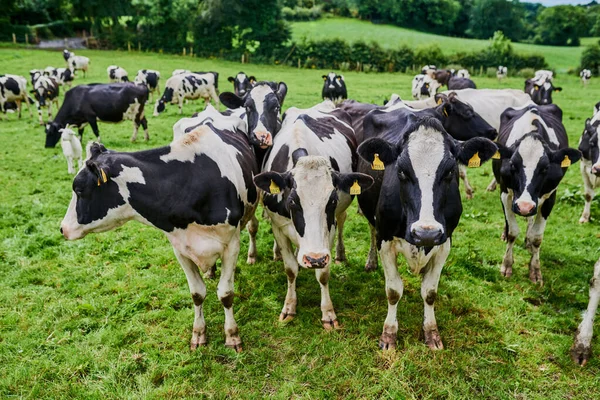 Lots Green Grass Graze High Angle Shot Herd Cattle Grazing — Stock Fotó