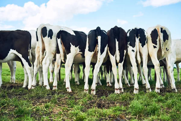 Free Range Rearview Shot Herd Cattle Grazing Dairy Farm — Stock Fotó