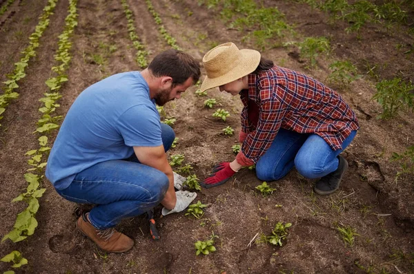 Sustainable Farming Couple Planting Growing Gardening Vegetable Crops Plants Soil — Fotografia de Stock