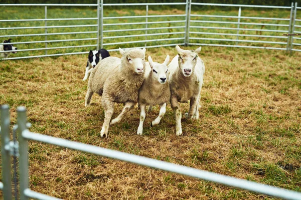 Boy Determined Young Dog Chasing Three Sheep Pen Day — Stockfoto