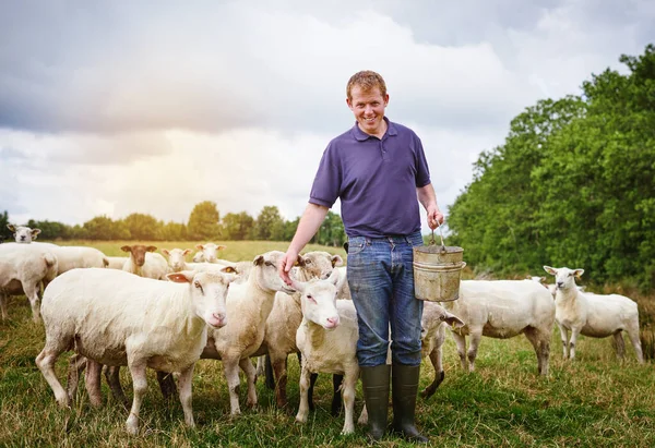Pied Piper Sheep Male Farmer Feeding Herd Sheep Farm — Stock fotografie