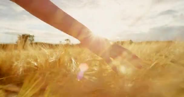 Closeup Hand Touching Wheat Farm Rye Barley Walking Free Remote — Vídeo de stock