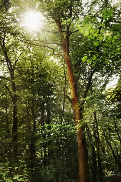 Natures Beauty One Marvel Still Life Shot Forest Landscape — Stockfoto