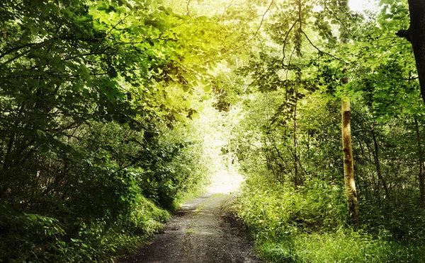 Περπατήστε Μέσα Από Υπέροχο Δάσος Νεκρή Ζωή Πυροβολήθηκε Από Ένα — Φωτογραφία Αρχείου