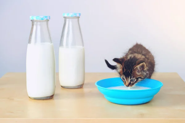 Favorite Thing Next Catnip Studio Shot Adorable Tabby Kitten Drinking — Stock Photo, Image