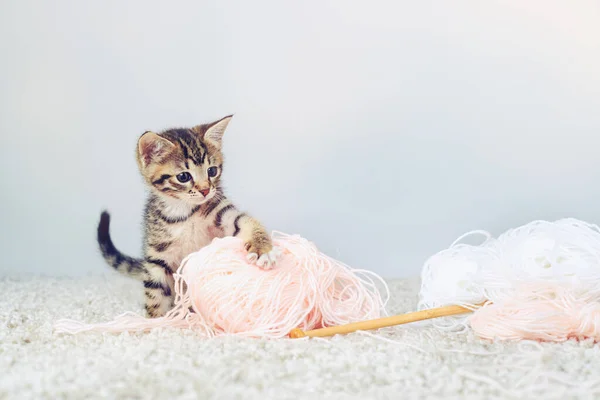 Defeat You You Wooly Monster Studio Shot Adorable Tabby Kitten —  Fotos de Stock