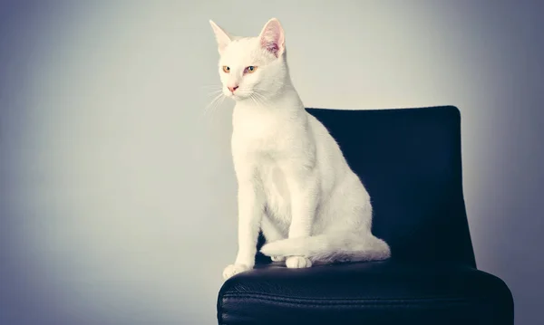 Meow Velous Himself Studio Shot White Cat Sitting Chair Gray —  Fotos de Stock