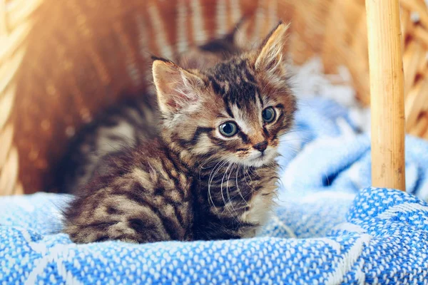 Hold Calls Ive Got Some Relaxing Adorable Tabby Kitten Sitting — Stock Photo, Image