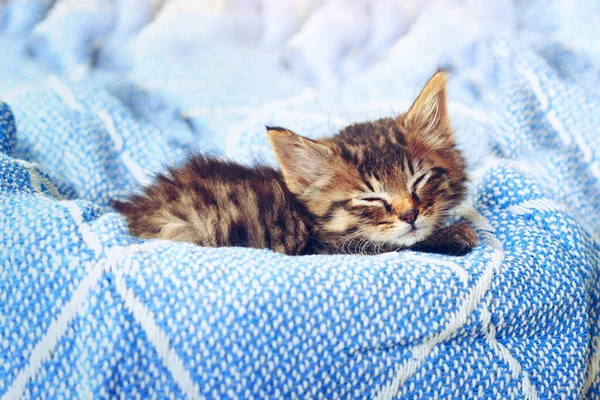 Moment Couldnt Get Anymore Purrfect Studio Shot Adorable Tabby Kitten — Fotografia de Stock