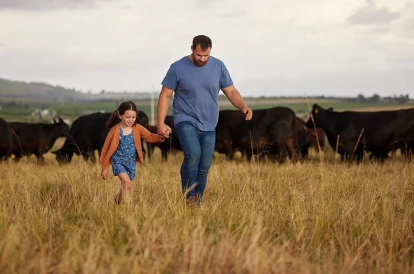 Farmer father, child or family with cows on a farm, grass field or countryside. Sustainability or environmental dad and girl with cattle in background for meat, beef or agriculture growth industry.