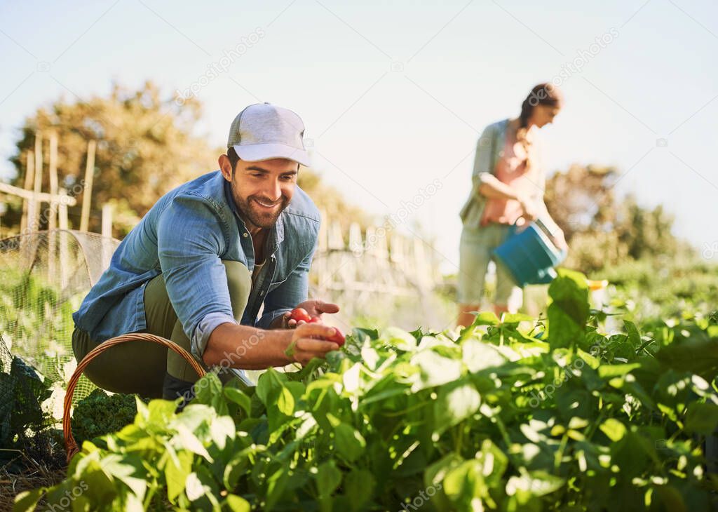 It doesnt get fresher than this. two happy young farmers harvesting herbs and vegetables together on their farm