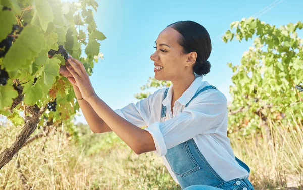 Fruit Vineyard Farmer Picking Grapes Plant Smile Farm Summer Harvest — 图库照片