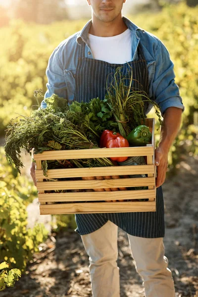 Grown Naturally Picked Peak Freshness Man Holding Crate Full Freshly — Stock Photo, Image