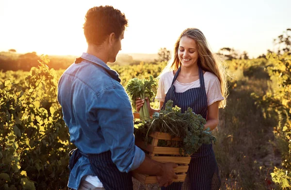 Teamwork Responsible Fruitful Harvest Handsome Young Man Attractive Young Woman — Stock fotografie