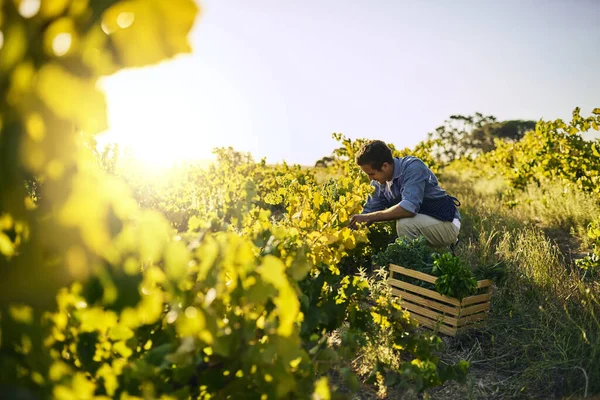 Good Harvests Dont Just Happen Accident Young Man Tending His — ストック写真