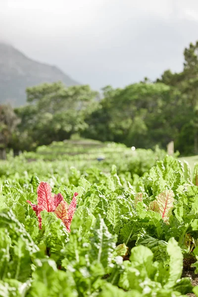 Sustainability Farm Environment Plant Agriculture Countryside Growth Nature Background Healthy — Foto de Stock