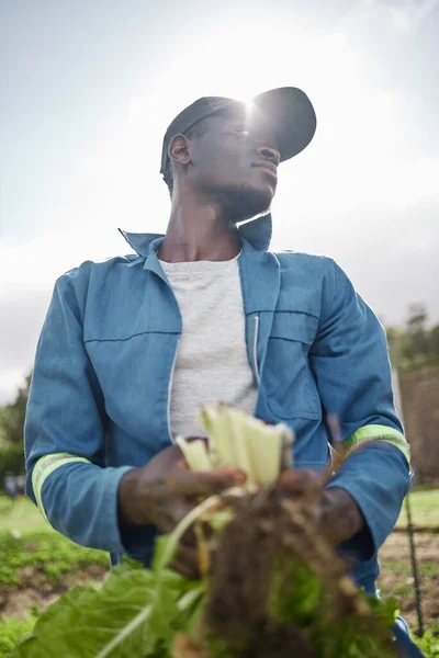 Sustainability Farmer Spinach Agriculture Farm Countryside Worker Harvesting Healthy Green — Stockfoto