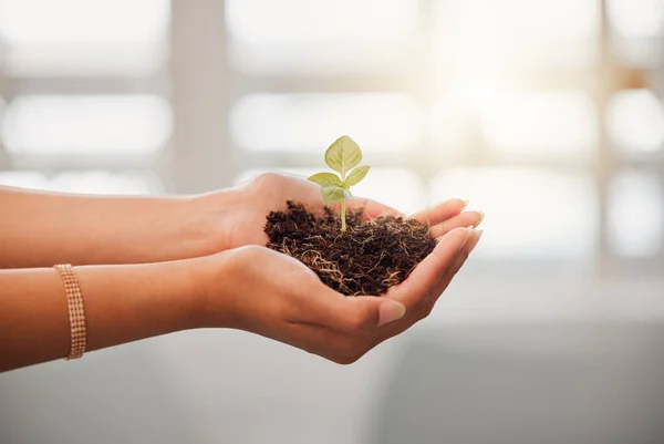 Business Person Holding Plant Seed Soil Growth Hands Sustainable Development — Fotografia de Stock