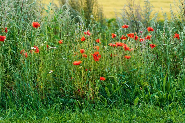 Poppies Blooming Wild Poppies Blooming Countryside Denmark — Foto de Stock