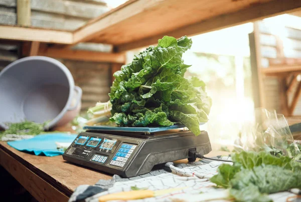 Grocery, agriculture and closeup of farmer scale to weigh vegetables. Healthy nutrition and lifestyle store or local farming plant. Sustainability in the food industry and organic consumers diet