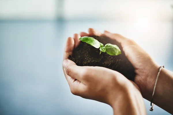 Growth Innovation Plant Hands Ecology Entrepreneur Showing Development Sustainability Green — Fotografia de Stock