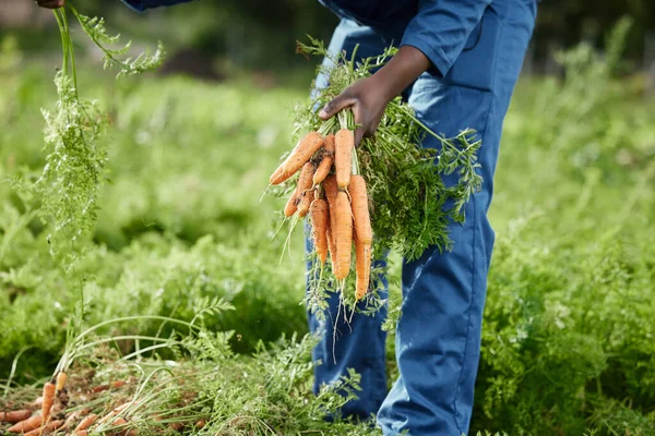 Food Sustainability Farmer Healthy Garden Picking Fresh Carrots Ground Agriculture — Stockfoto