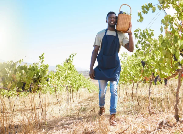Farm Worker Wine Man Working Collecting Grapes Vineyard Outdoors Summer — Stock fotografie