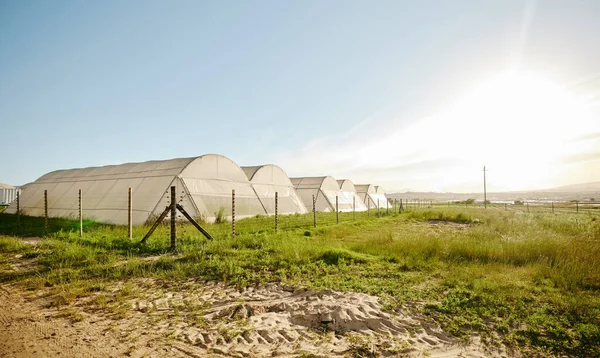 Farming Crop Outdoor Green House Field Agricultural Environment Growing Fresh — Stockfoto