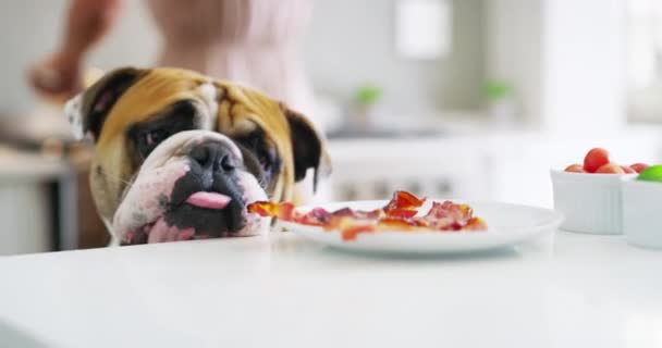 Family Dog Pet Animal Trying Steal Eat Enjoy Breakfast Food — Vídeo de stock