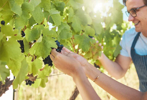 Growth Grapes Vineyard Farmer Hands Picking Harvesting Organic Bunch Outdoors — 图库照片