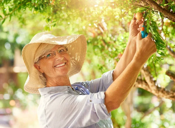 Know Secret Growing Great Pomegranates Happy Senior Woman Picking Pomegranates — Stock Fotó