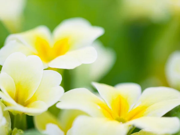 Nature, spring and flower with white and yellow primrose in a garden or natural environment background. Summer, countryside and growth of plants in nature field on a bright and sunny spring morning.