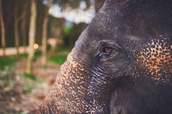 Wise eyes. Close up shot of an elephant standing in the jungle