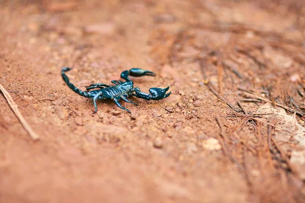 Dont mess with me. High angle shot of a black scorpion on the forest floor